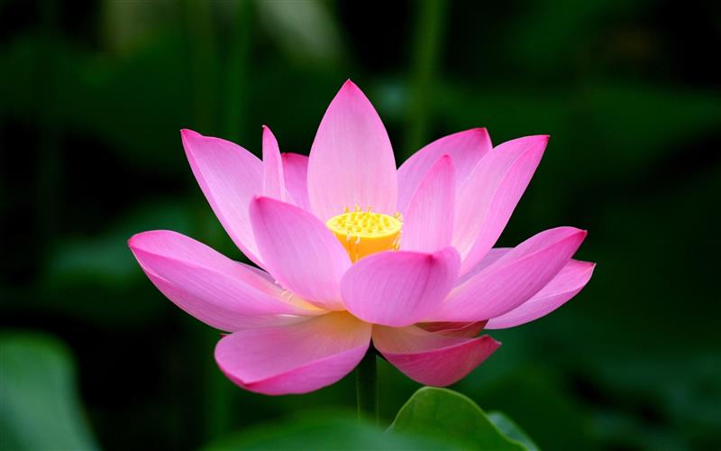Gặp Gỡ Trong Đời Một Chữ "Duyên"