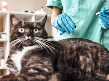 Do we need a COVID-19 vaccine for pets?