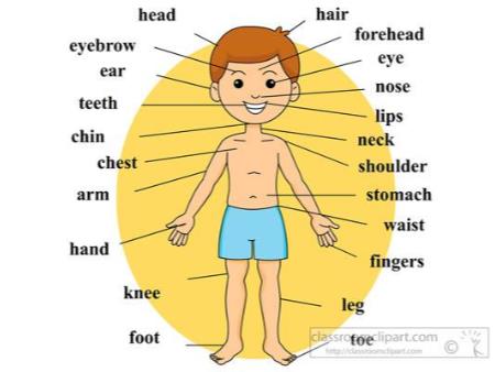 TỬ VI ĐẨU SỐ TÂN BIÊN- VÂN ĐẰNG THÁI THỨ LANG CƠ THỂ TRONG NGƯỜI BIỂU TƯỢNG BẰNG CÁC SAO: