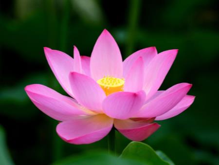 Gặp Gỡ Trong Đời Một Chữ "Duyên"